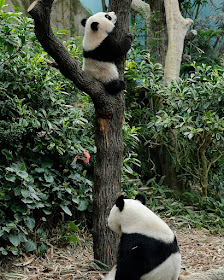 Singapore-born panda cub Le Le (叻叻 Lè lè) climbs trees, netizens gush, posted on Thursday, 14 April  2022