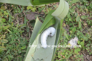 Ulat Gulung Daun Pisang