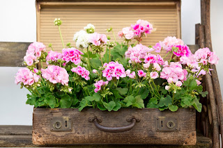 Beautiful Pelargonium