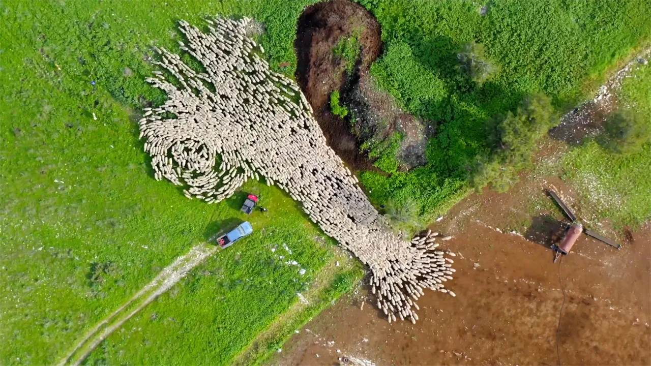 Sheep herding movements