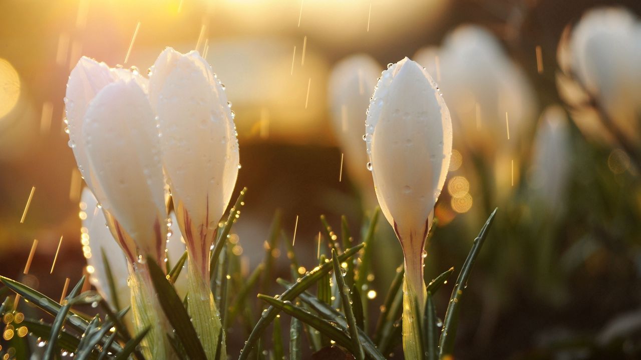 Wallpaper Spring Snowdrops Flowers Buds Drops Sun Glare