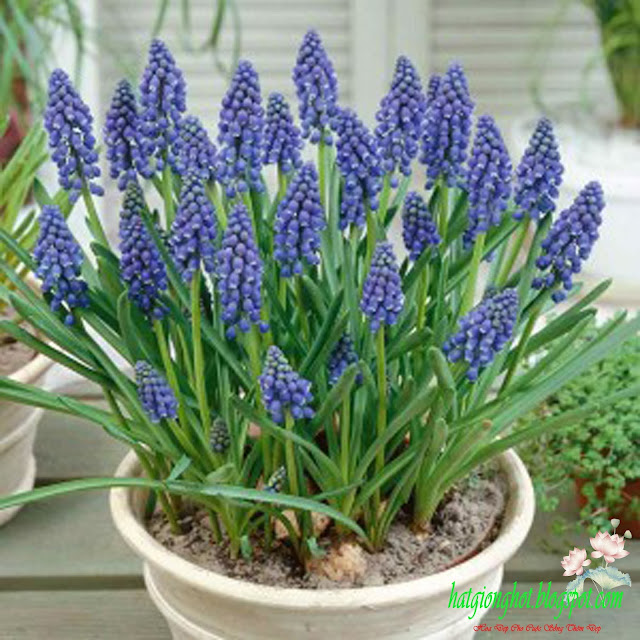 Hoa chuông xanh có thể có màu tím xanh hoặc màu xanh nhạt tùy vào nơi trồng.