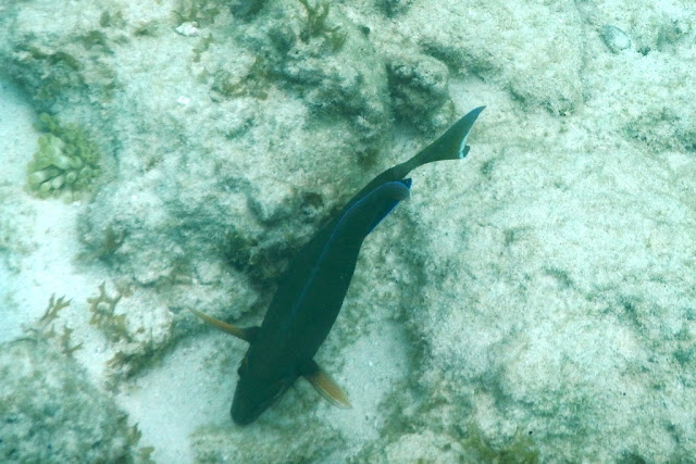 Playa Portomari Curacao underwater