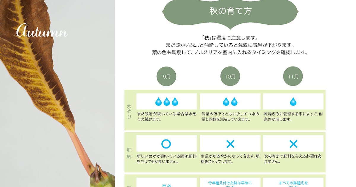 プルメリア 秋の育て方