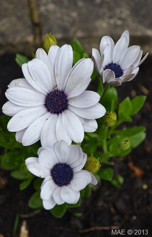 2013-06-24 Garden 002
