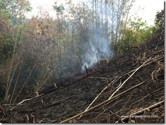 slash_burn_farming_23