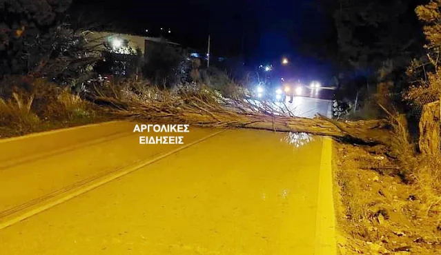 Πεσμένο κυπαρίσσι