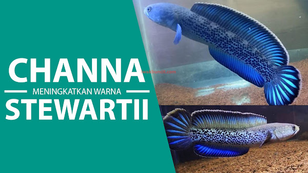 Trik Rahasia MENINGKATKAN WARNA Ikan Channa STEWARTII, Langsung BIRU Merona