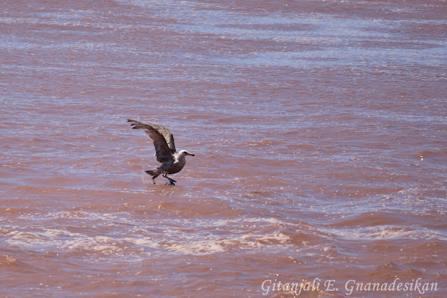 Gull with legs extended, just above the surface of the very red river.