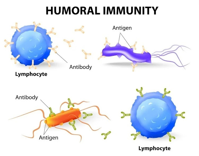 Humoral immunity and the Antibodies