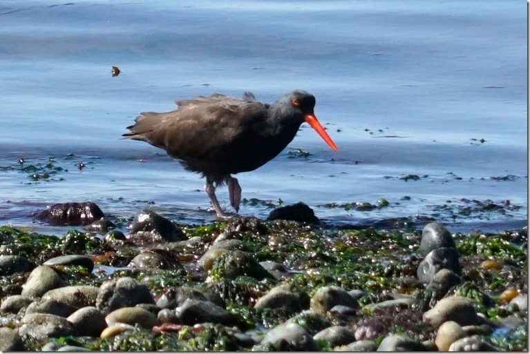 lopez oyster catcher 042318 00002