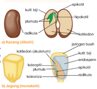 Struktur Biji, pertumbuhan dan perkembangan pada tumbuhan