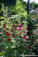 Bauerngartentypisch: Stockrosen