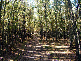 Ruta de Colmenar Viejo al puerto de Cotos. Octubre 2012