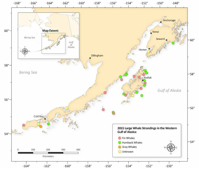 chart showing where whales strand