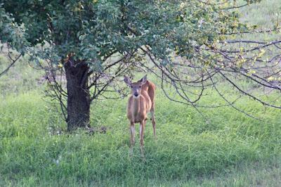 whitetail doe under pear tree