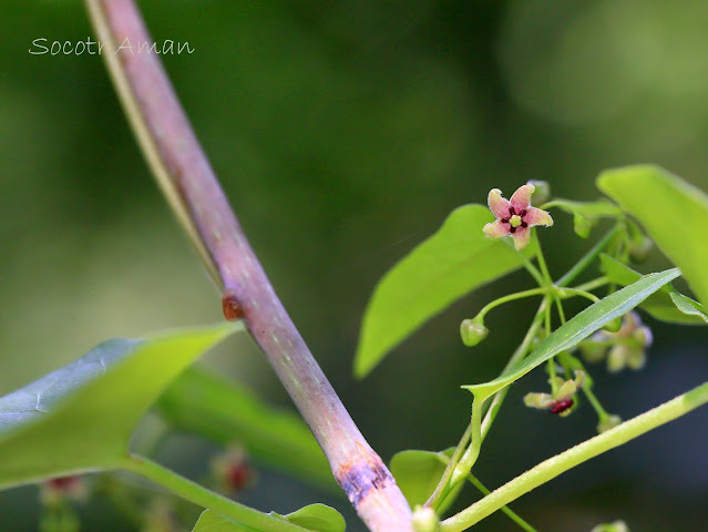 Tylophora aristolochioides