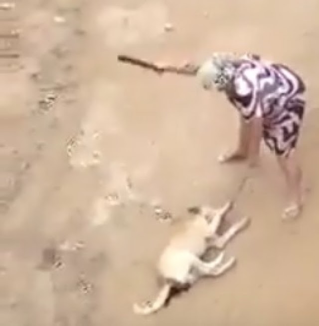 Vídeo: idosa agride cachorro e alega que é muito perturbada pelo animal