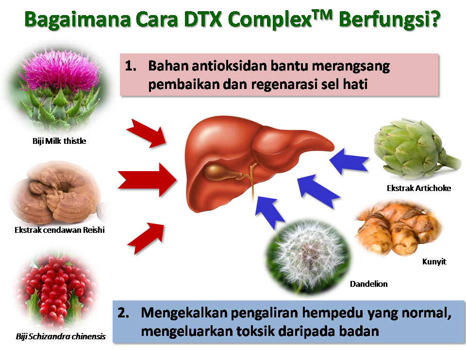 Cara Rawat Masalah Bengkak Hati atau Fatty Liver - Info 