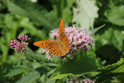 Keizersmantel - Keizersmantel - Argynnis paphia