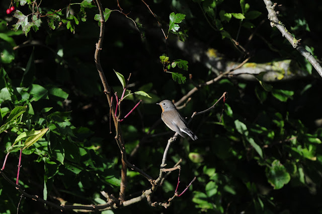 Red-Breasted Flycatcher at Beachy Head