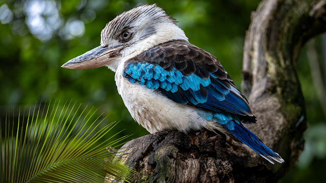 The Kookaburra: Australia's Laughing Jackass