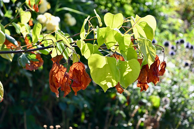 Cercis met nieuwe bladeren na droogte