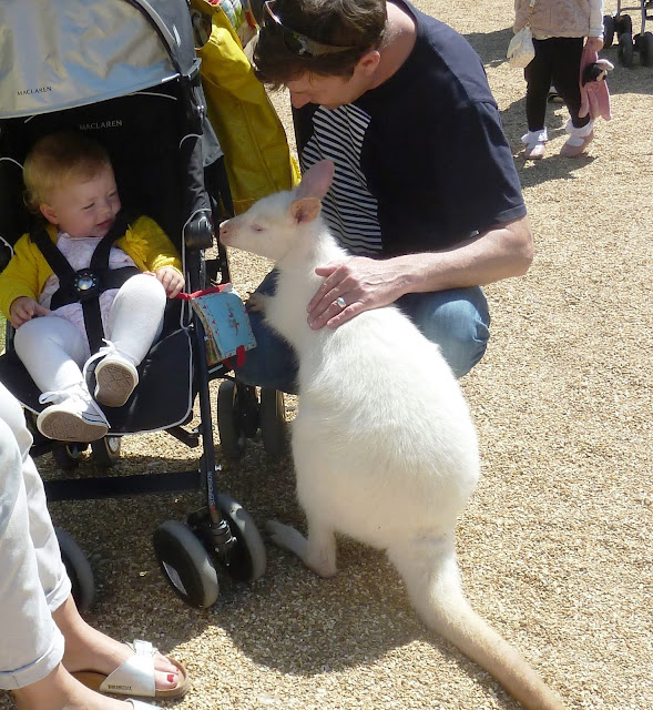 Albino Wallaby with small child in Seaview Wildlife Encounter