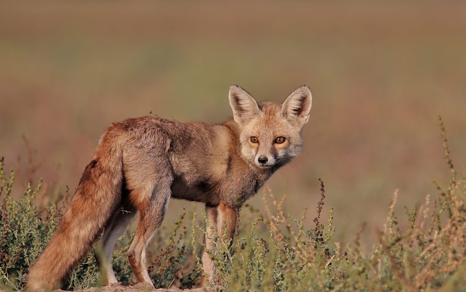 Desert Fox at Little Rann of Kutch