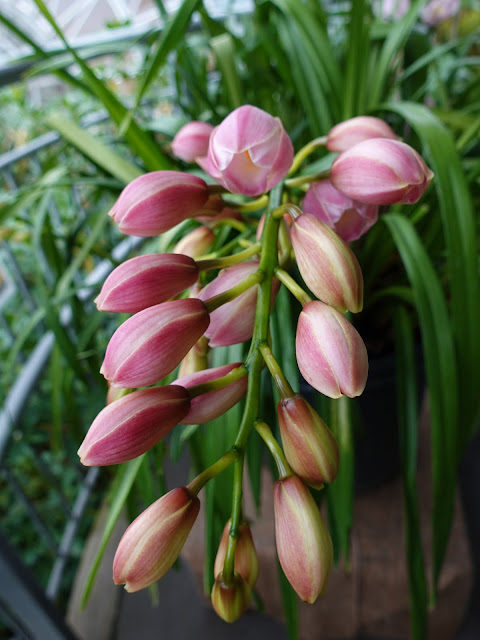 とっとり花回廊　シンビジュウム