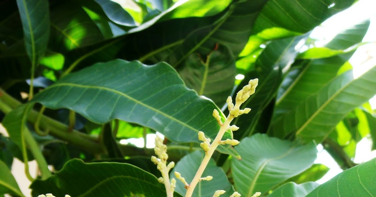 N U K I L A N: AKU SEBATANG POKOK