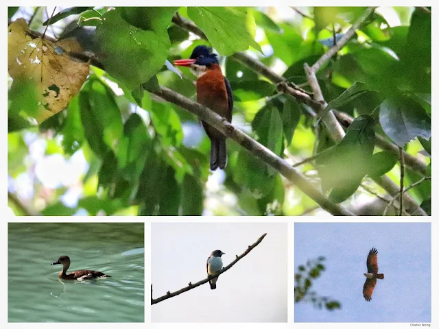 green-backed kingfisher, sunda teal, white-breasted woodswallow