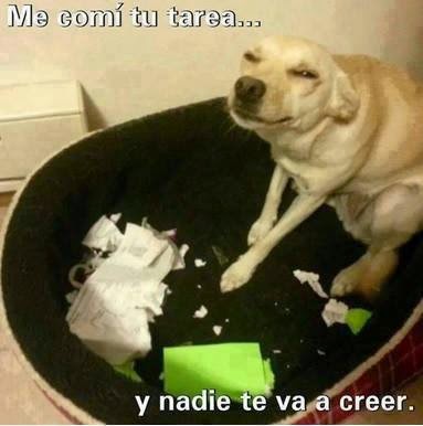 humor sobre un perro