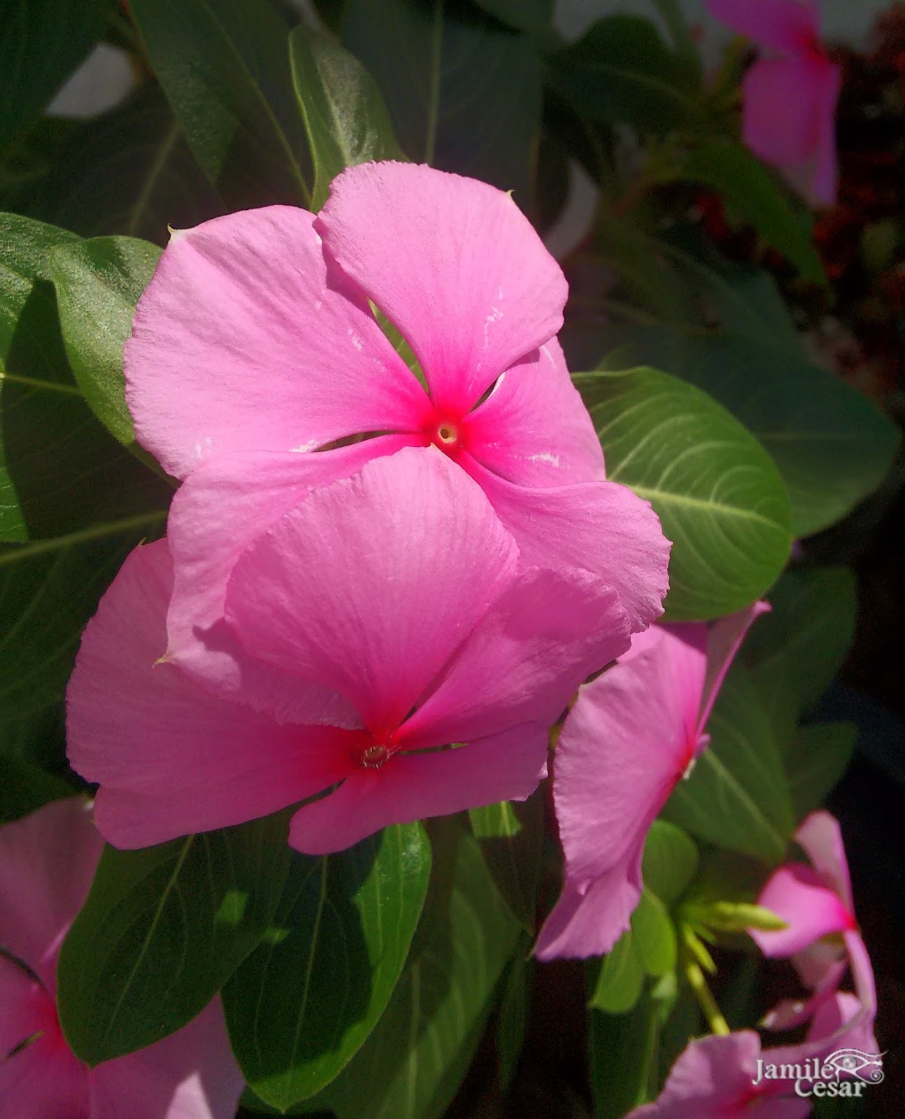 Pra não dizer que não falei das flores... Catharanthus roseus