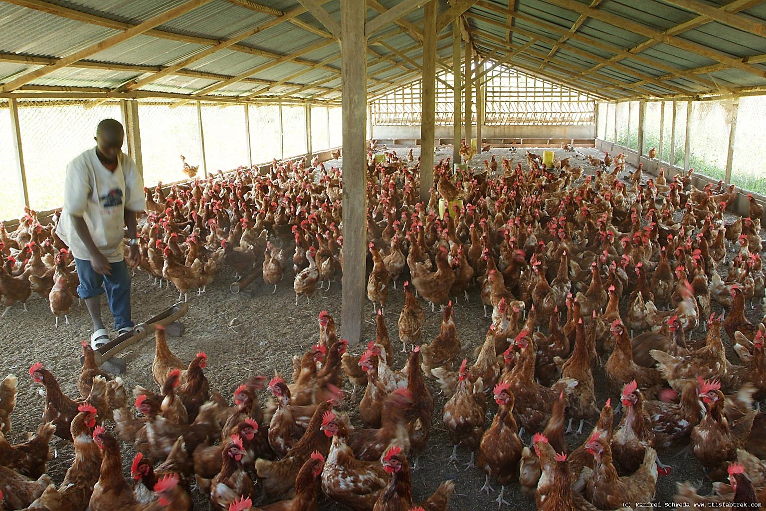 Chicken Poultry Farm