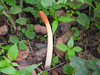 Wrinkly Stinkhorn on Yuelu Mountain