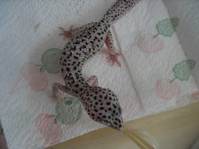Black Hole Leopard Gecko3