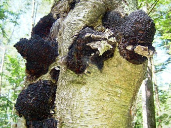 hongo chaga tratamiento contra el cancer