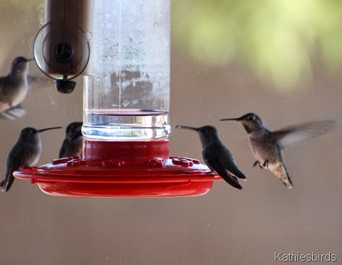 Hummingbird feeding frenzy 10-29-2009