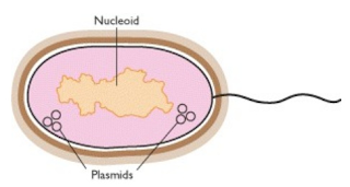 morfologi bakteri bentuk batang, morfologi bakteri bentuk kokus, morfologi bakteri bentuk spiral, DNA inti dan DNA plasmid bakteri, struktur Dinding sel bakteri, bakteri gram postif (+), bakteri gram negatif (-), ribosom dan sub unit ribosom, Struktur flagella bakteri gram positif dan bakteri gram negatif, Fimbriae Bakteri, fungsi pili pada bakteri, struktur kapsul pada bakteri, pengecatan gram, struktur endospora bakteri, Struktur fimbriae bakteri, struktur flagella bakteri gram positif (+) dan bakteri gram negatif (-)