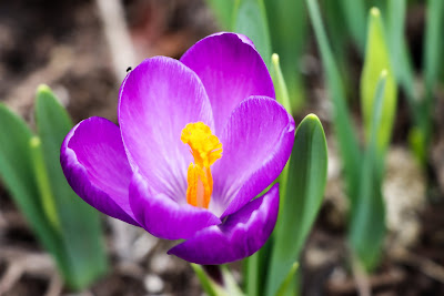 Close-up of a crocus with green leaves, dark purple petals, and a yellow pistil.