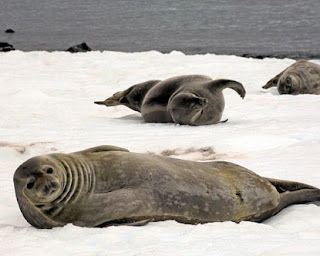 Antarctic Seals