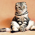 Is washing your cat useful?