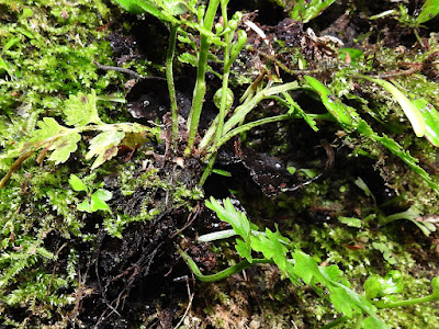 Rhizome of Asplenium ritoense