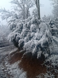 Over night snow