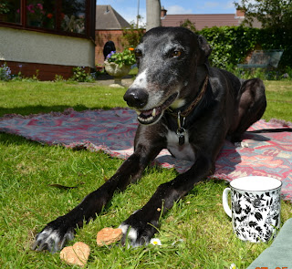 Ellie taking her elevenses in the sun