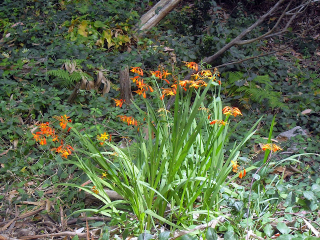 vegetación en las islas cies