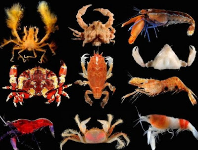 Morfologi, Anatomi, Reproduksi, Klasifikasi dan Peranan Crustacea