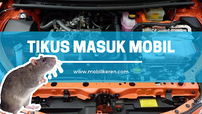 Cara Agar Mobil Tidak Dimasuki Tikus