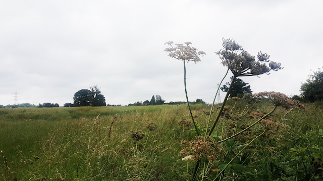 Project 365 2017 day 173 - 4 mile run // 76sunflowers